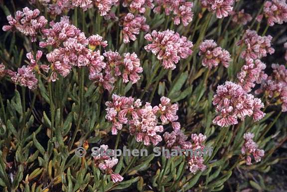 eriogonum microthecum 1 graphic